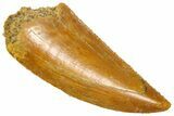 Serrated Raptor Tooth - Real Dinosaur Tooth #360985-1